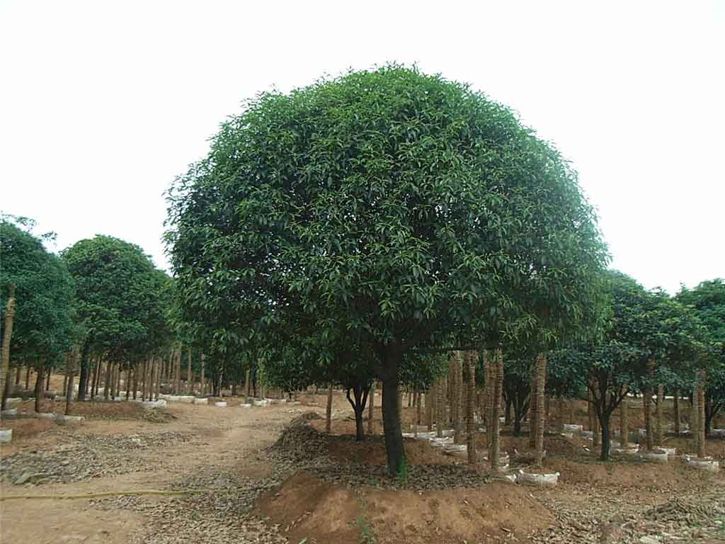 桂花种植技术