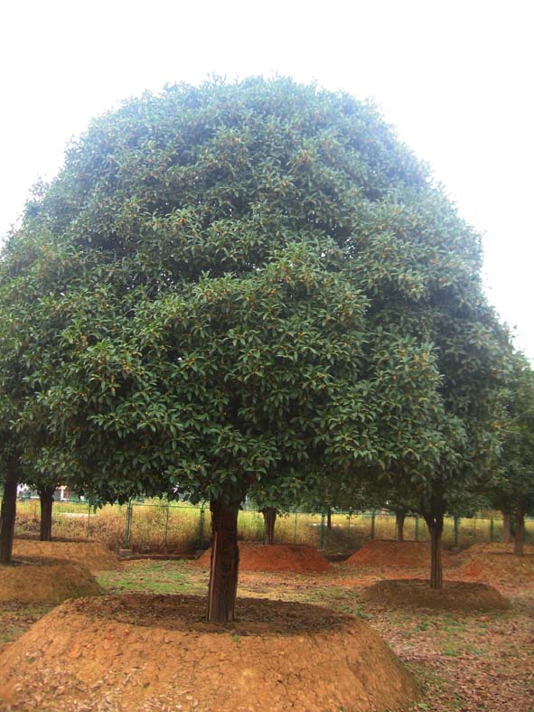 桂花病虫防治